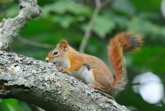 U.S. Fish and Wildlife Service American red squirrel, photo by Bill Thompson