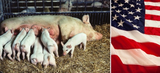 USDA Piglets and flag